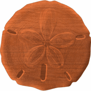 Sand Dollar